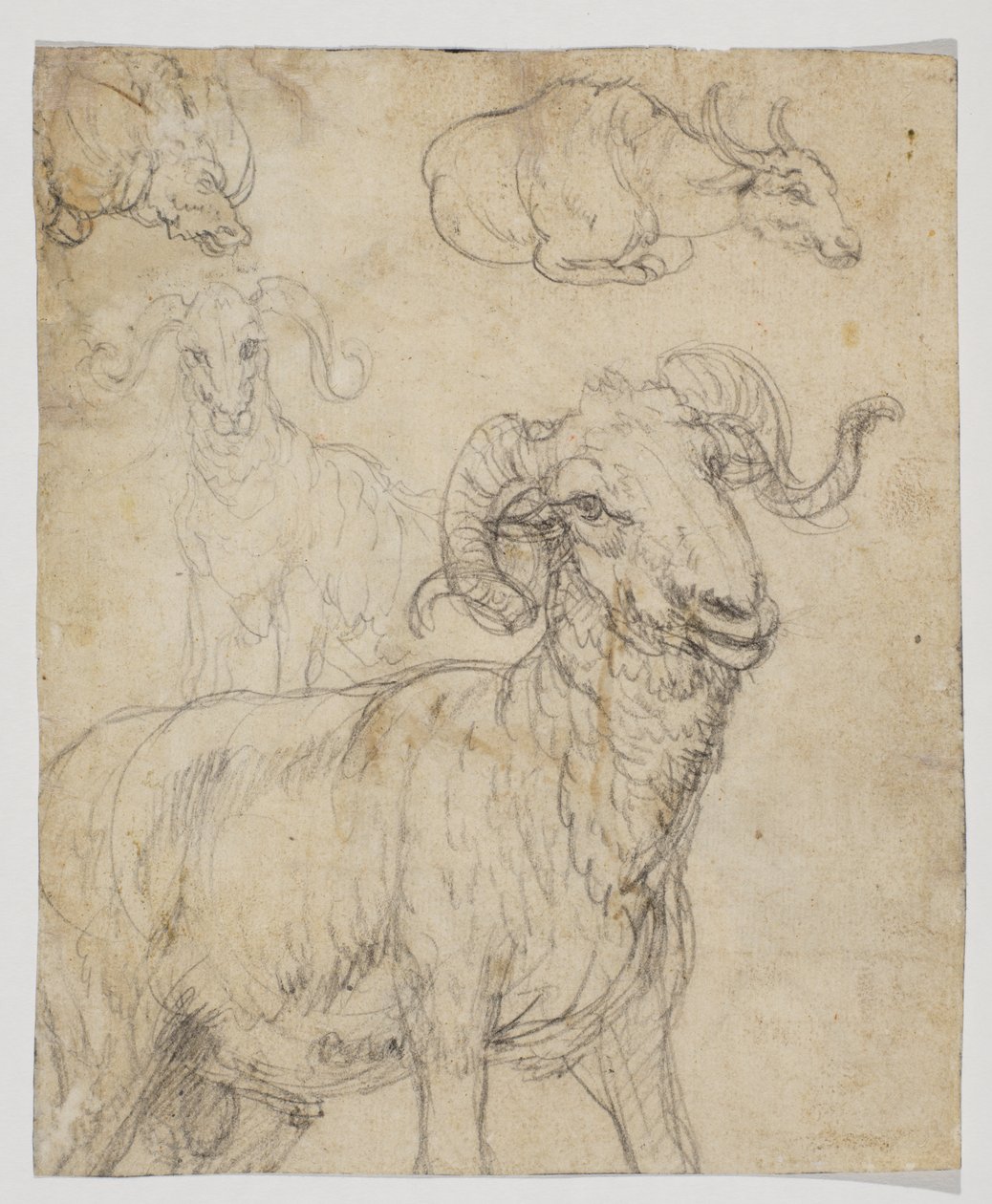 Ram og bøffel, verso (kritt- og akvarelltegning) av Giovanni da Udine (after)