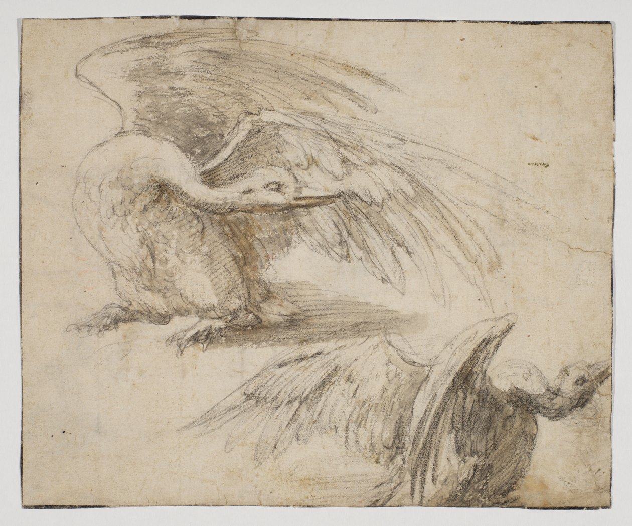 To svaner, recto (kritt- og akvarelltegning) av Giovanni da Udine (after)