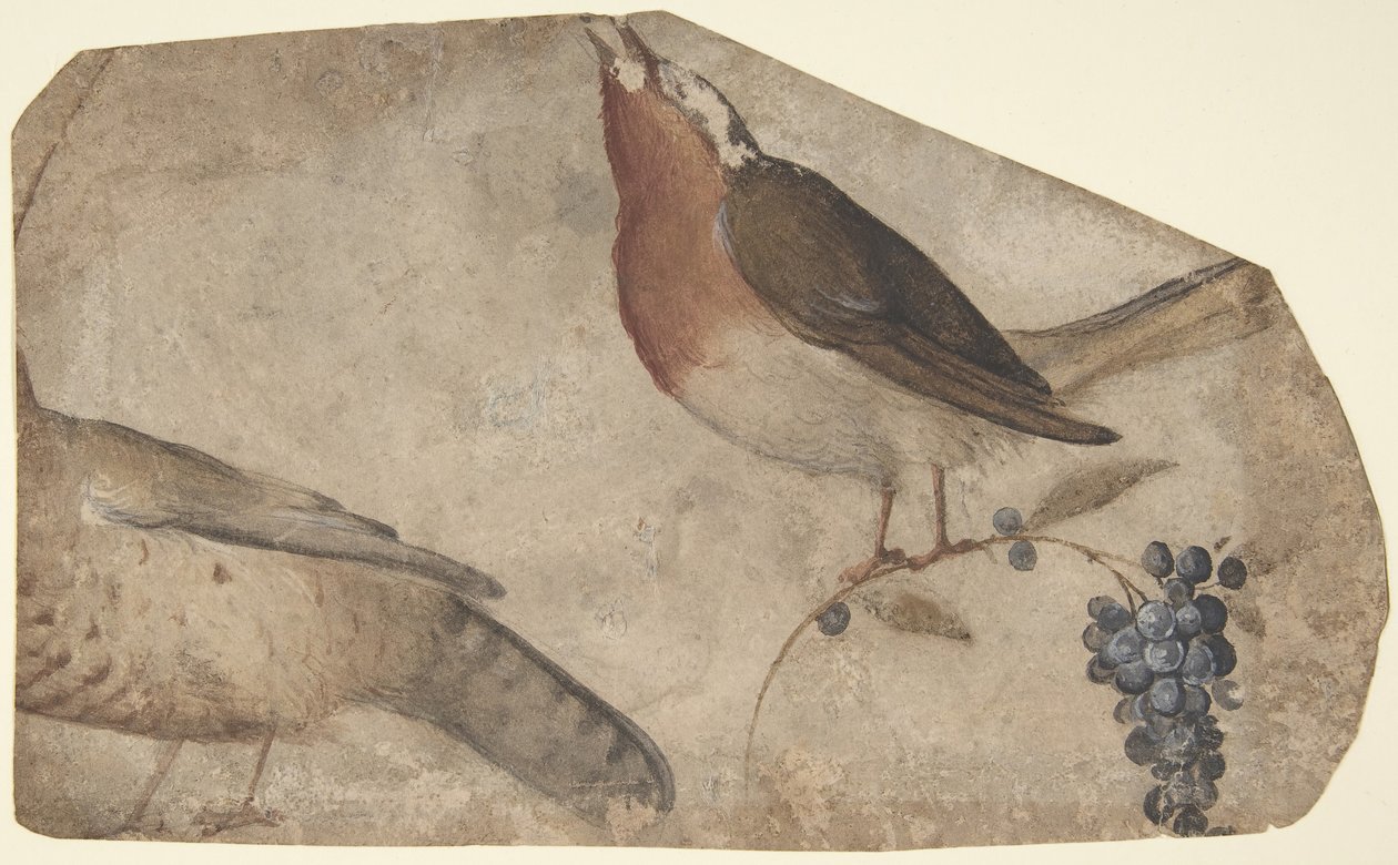 Fuglespisende druer recto, Tigress verso, 1487-1564. av Giovanni da Udine