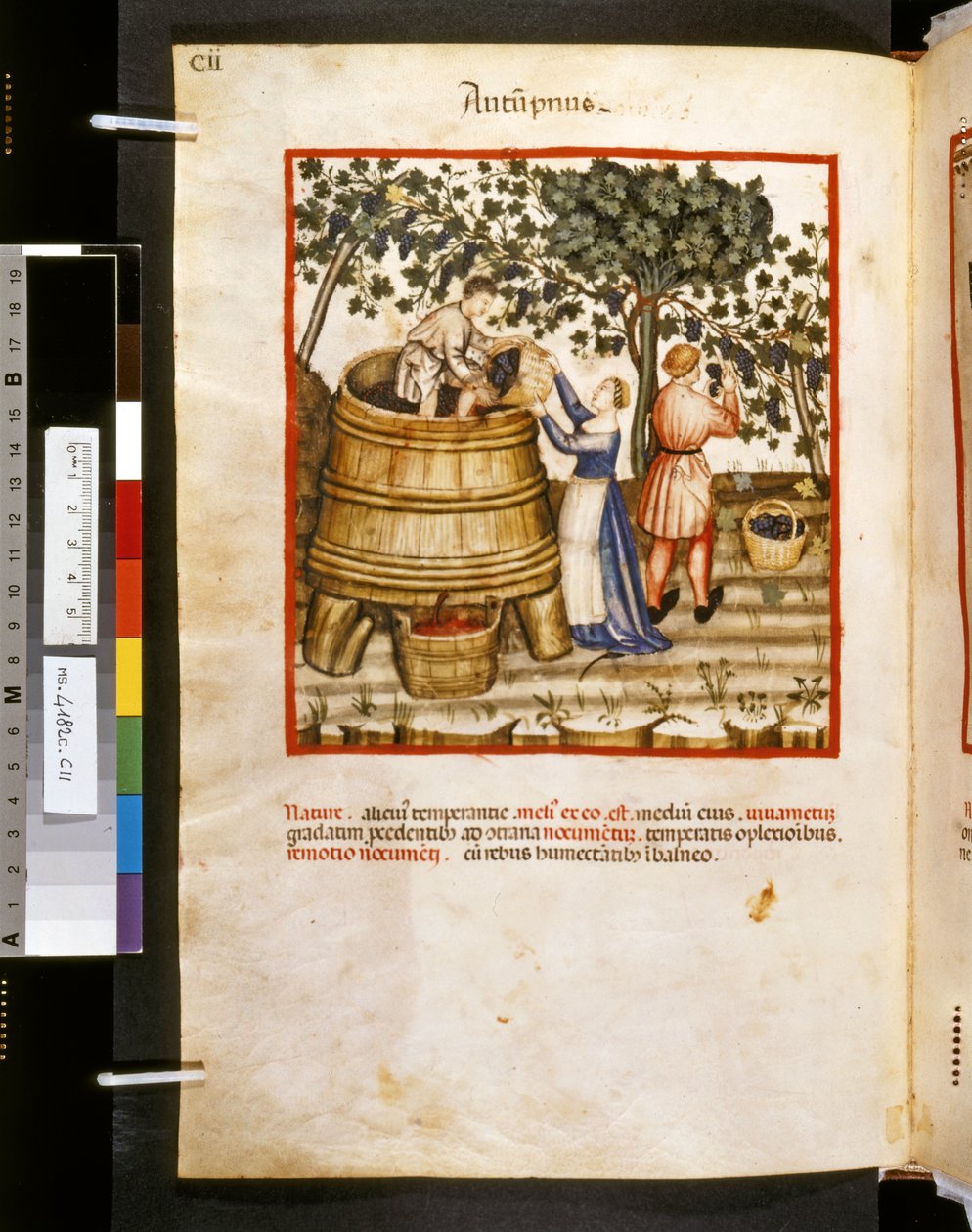  av Giovannino de