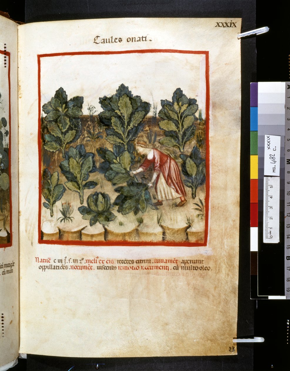  av Giovannino de