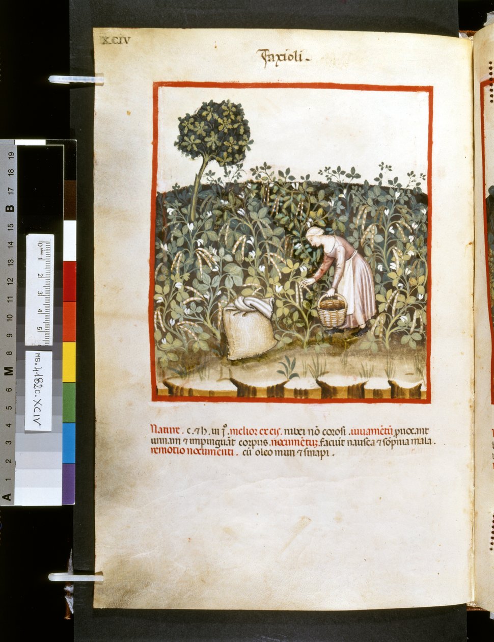  av Giovannino de