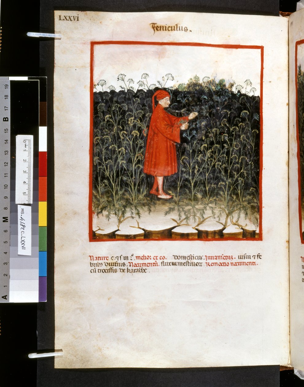  av Giovannino de