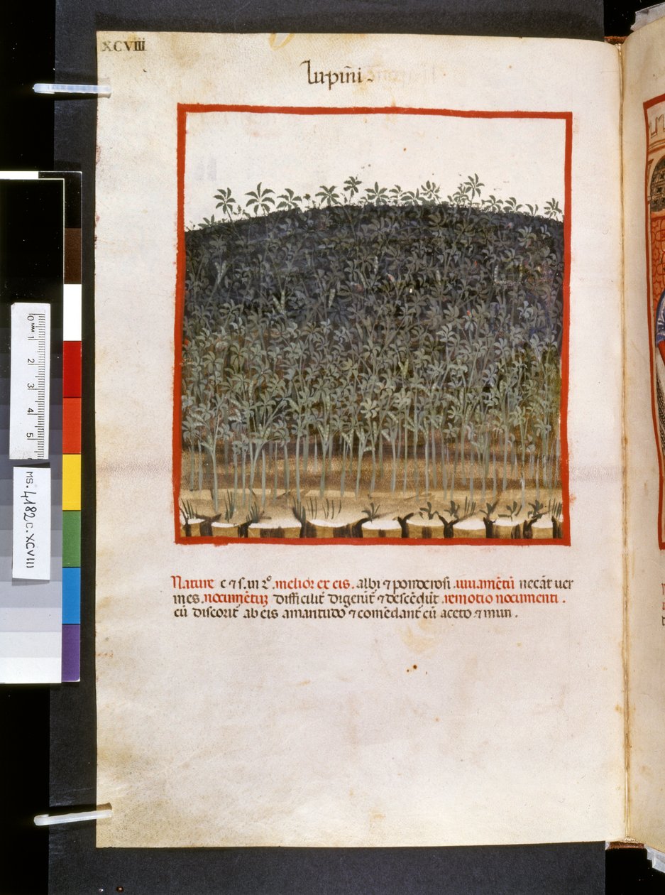  av Giovannino de