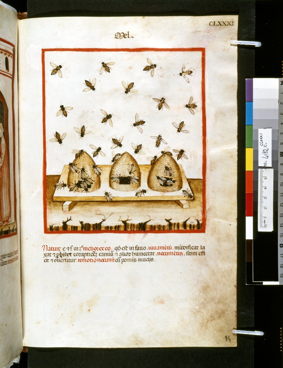  av Giovannino de