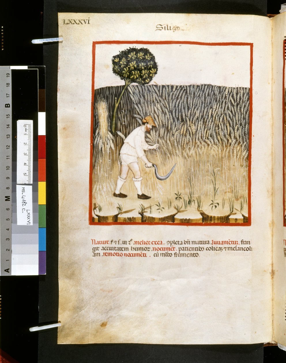  av Giovannino de