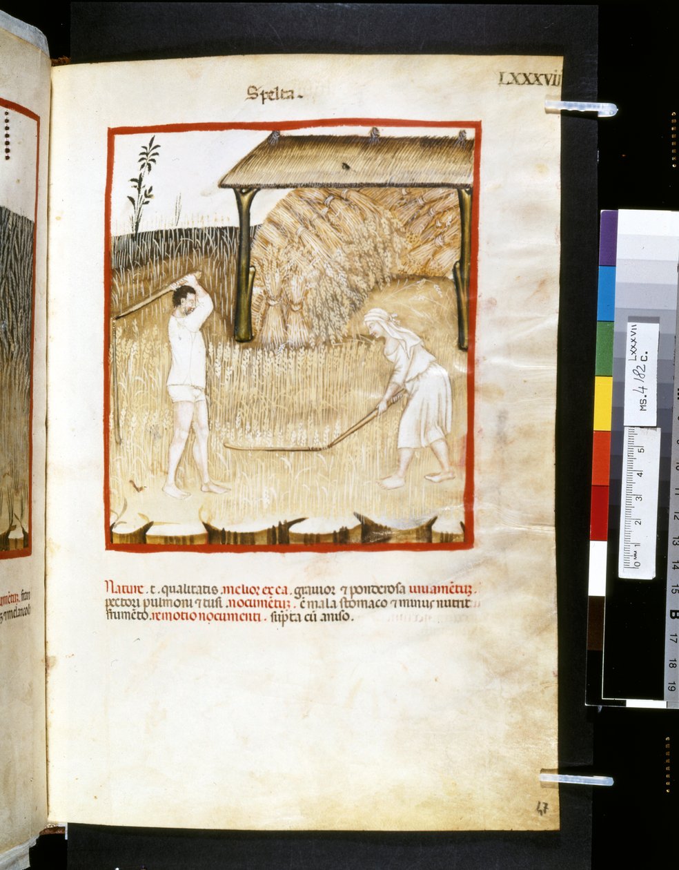  av Giovannino de