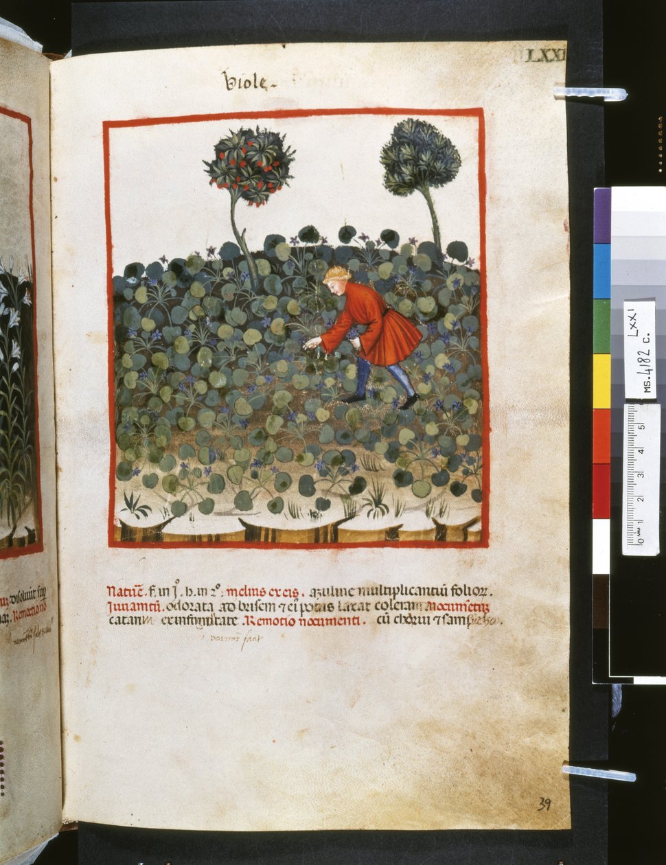  av Giovannino de