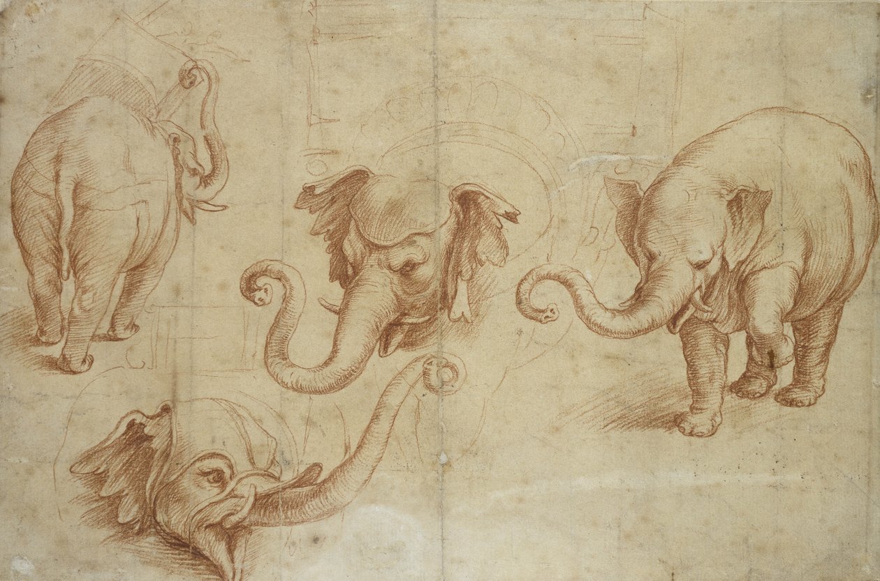 Fire studier av en elefant (rødt kritt på blekt gulfarget papir) av Giulio Romano