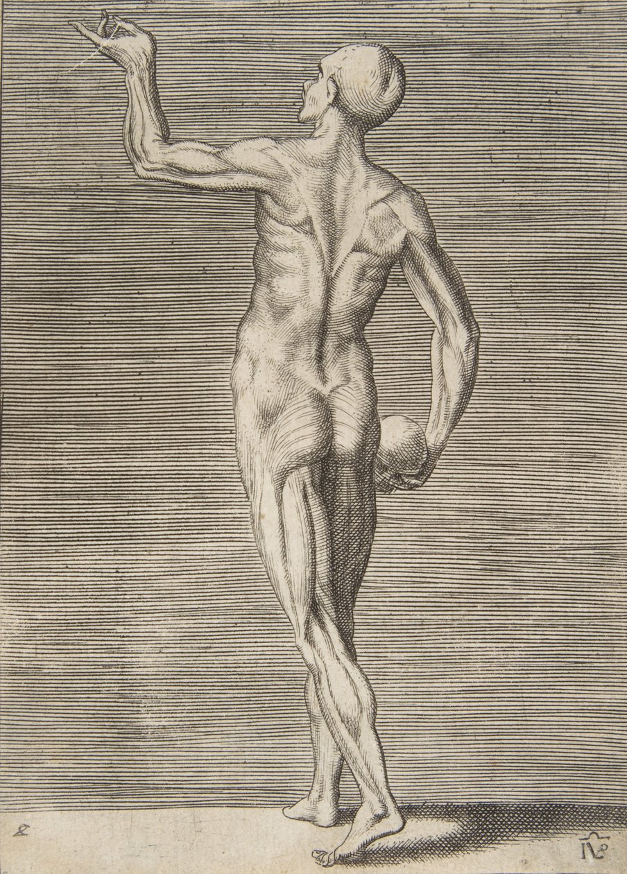 Mann sett fra baksiden, holder en hodeskalle i høyre hånd, 1500-tallet. av Giulio Bonasone