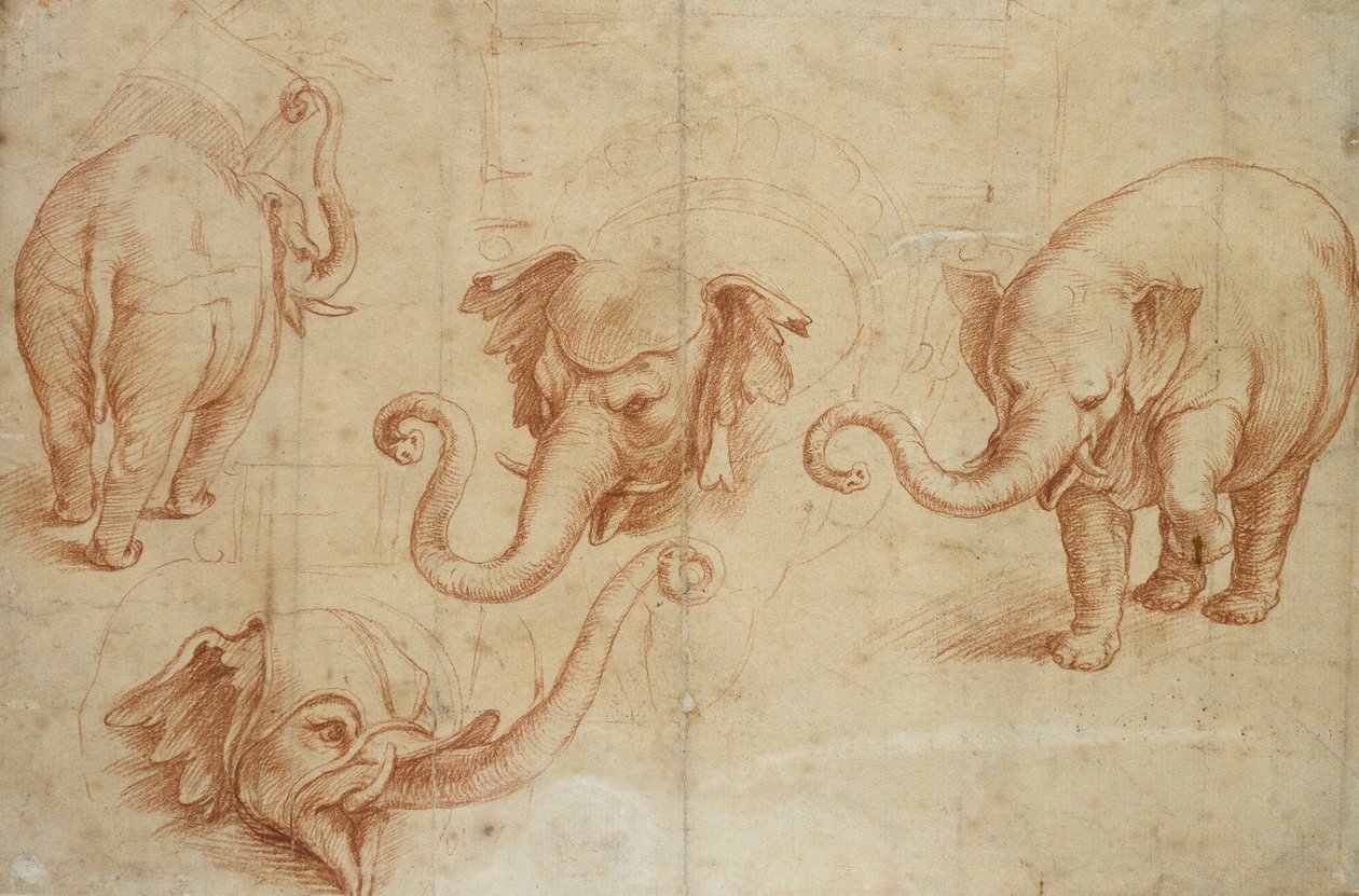 Fire studier av en elefant, tidlig på 1500-tallet av Giulio Romano