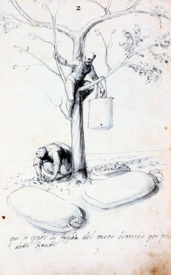 Avhandling om silkekultur og produksjon av Giuseppe Arcimboldo