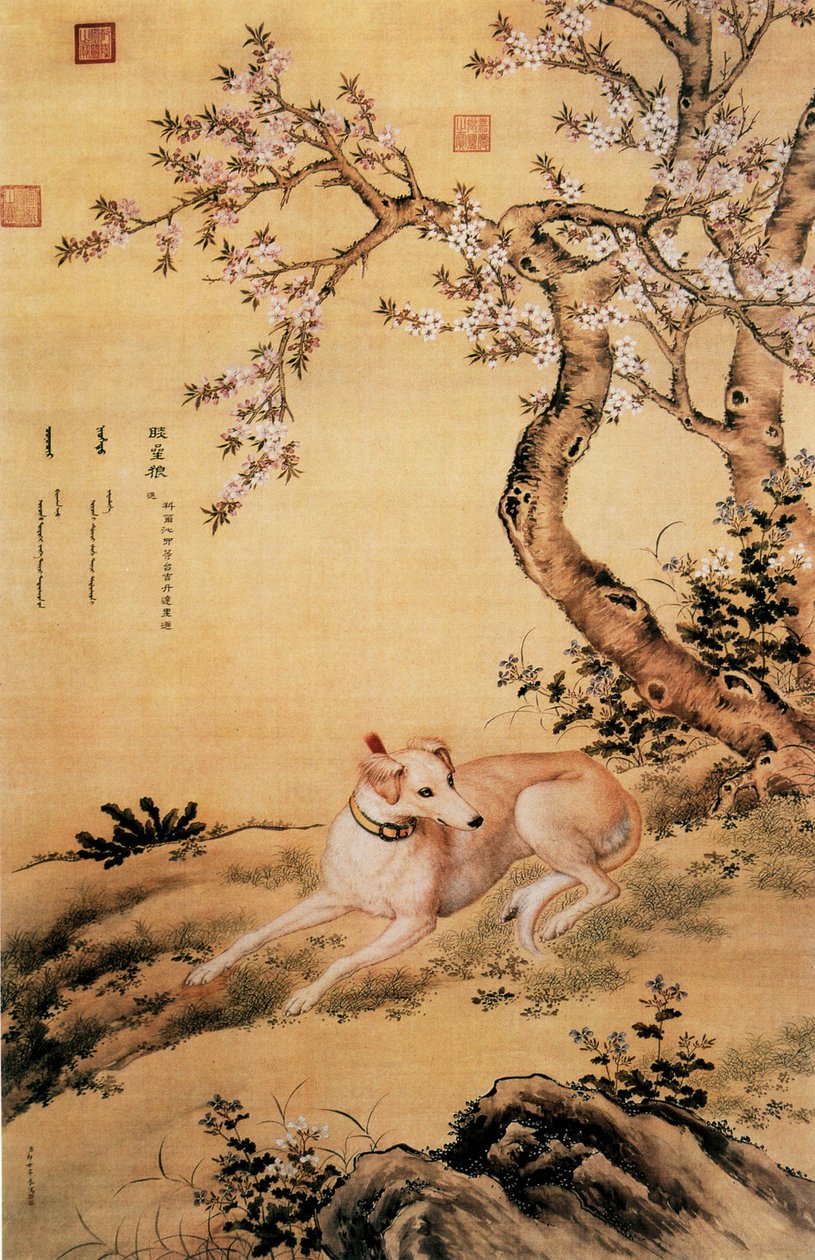 Bilde av Shanxing Wolf (睒 星 狼), en kinesisk greyhound, fra Ten Prized Dogs Album av Giuseppe Castiglione