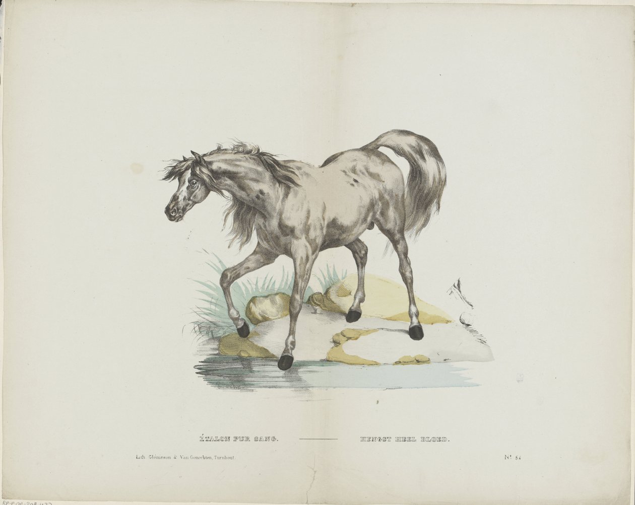 Étalon pur sang / Stallion full blood (tittel på objekt) av Glenisson and Van Genechten