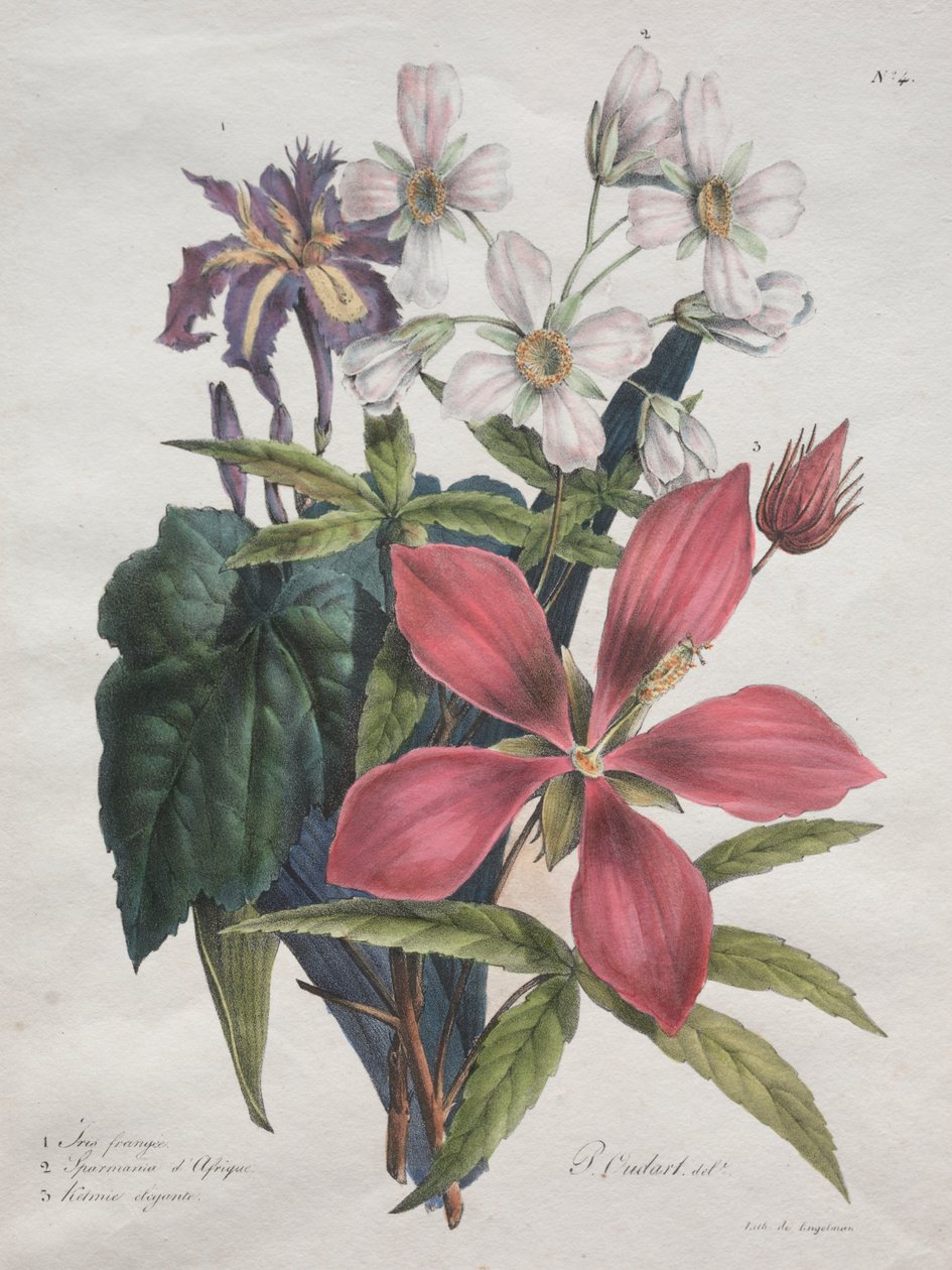 Naturhistorisk kurs, som inneholder hovedartene i dyreriket, klassifisert metodisk: Iris, afrikansk hamp og Ketmia av Godefroy Engelmann