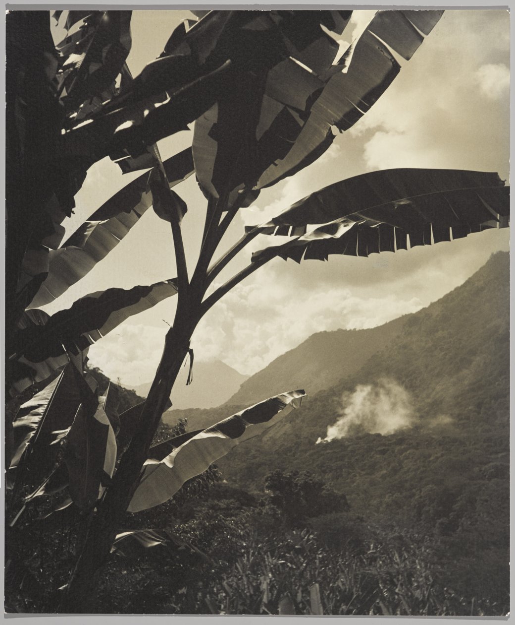 Morning in the Tropics (s/hvitt bilde) av Gordon C. Abbott