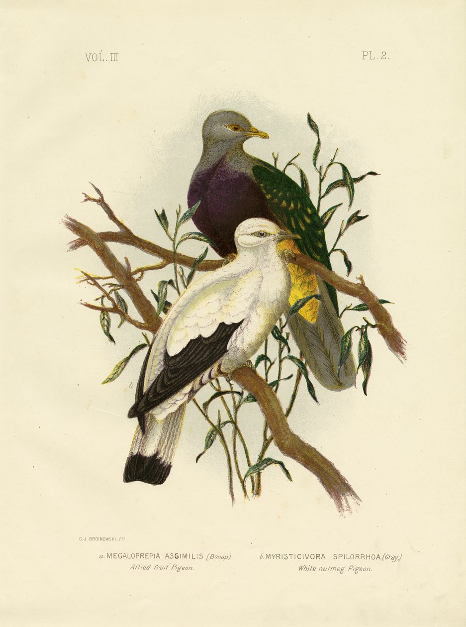Alliert fruktdue eller Wompoo fruktdue, 1891 av Gracius Broinowski