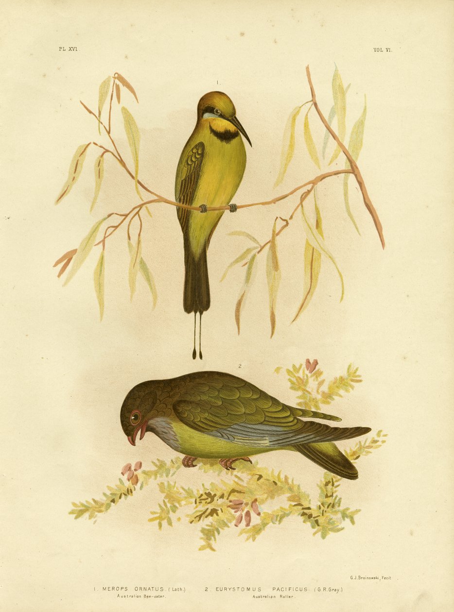 Australian Bee-Eater eller Rainbow Bee-Eater, 1891 av Gracius Broinowski