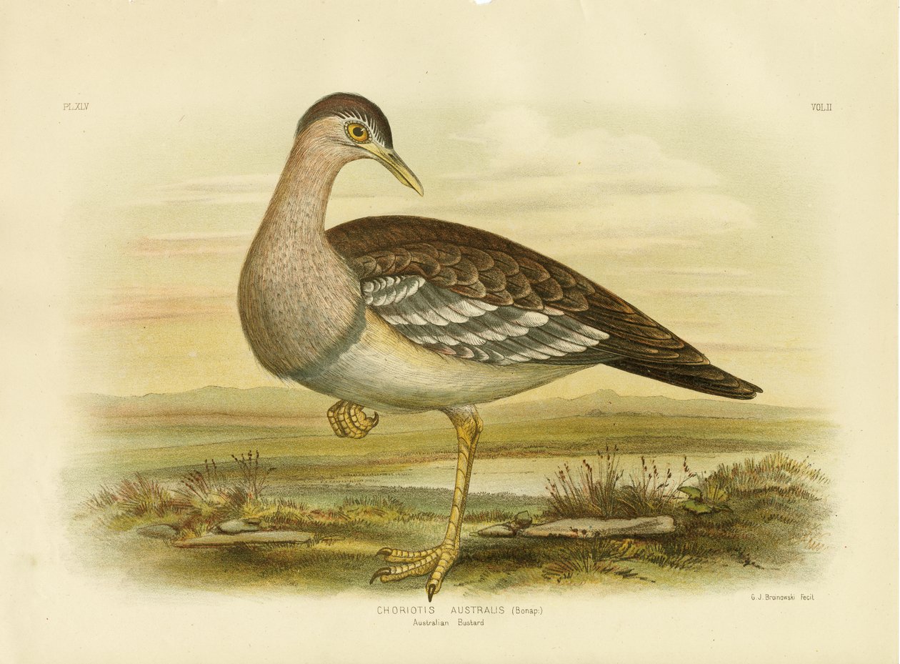 Australian Bustard Or Bush Tyrkia, 1891 av Gracius Broinowski