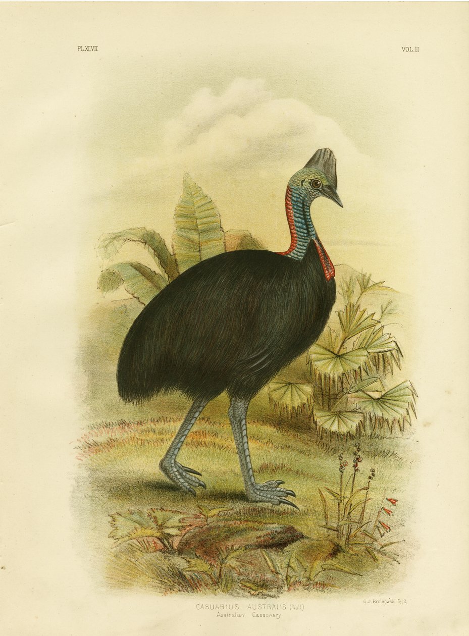 Australian Cassowary eller Southern Cassowary, 1891 av Gracius Broinowski