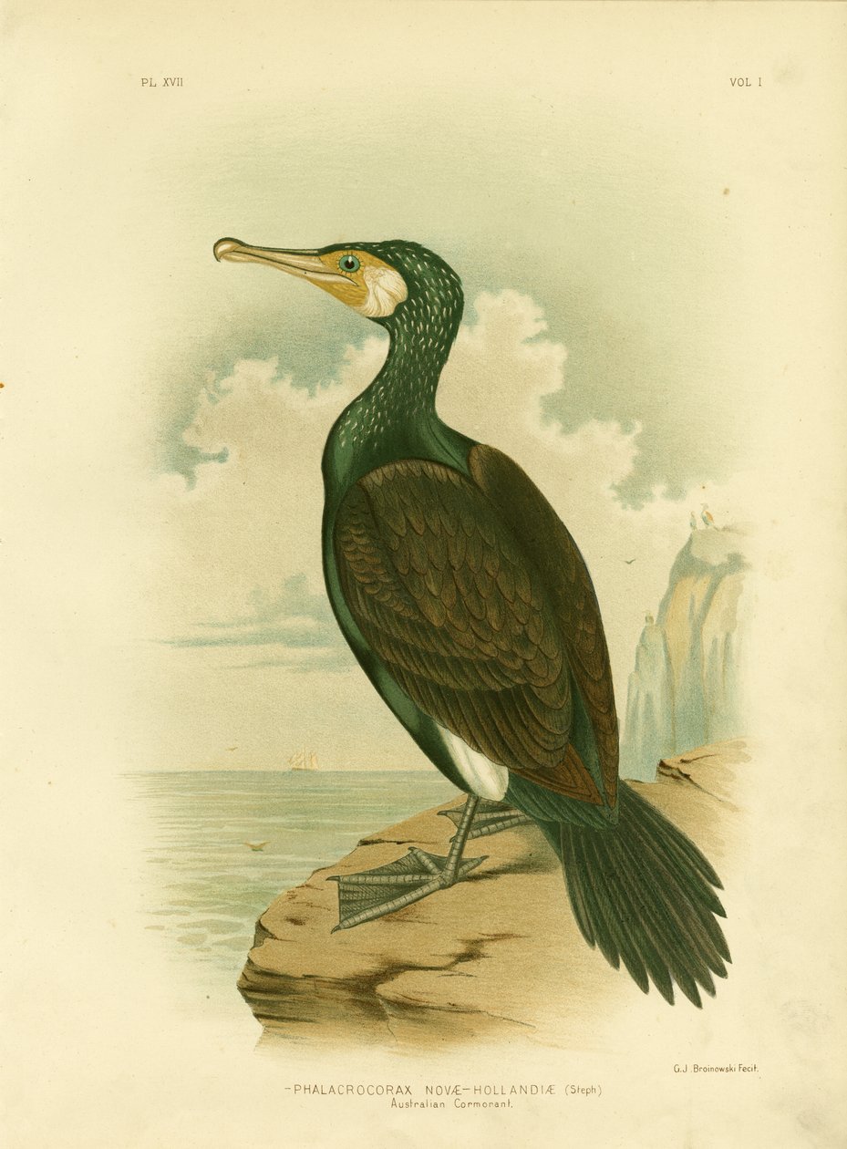 Australsk skarv, 1891 av Gracius Broinowski