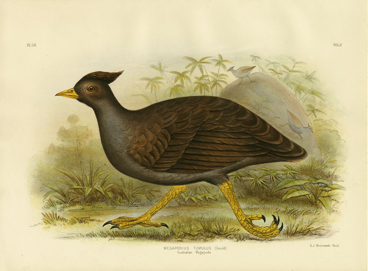 Australian Megapode, 1891 av Gracius Broinowski