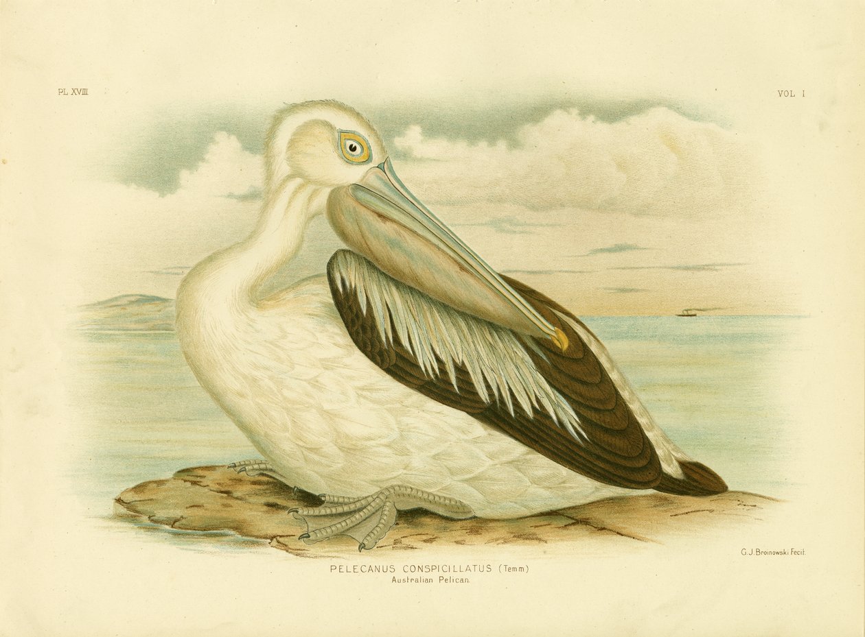 Australian Pelican, 1891 av Gracius Broinowski