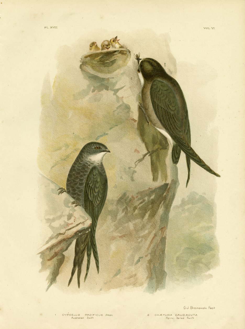 Australian Swift eller Fork-tailed Swift, 1891 av Gracius Broinowski