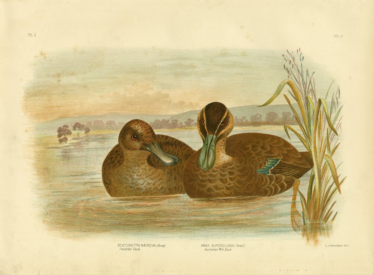 Australsk villand, 1891 av Gracius Broinowski