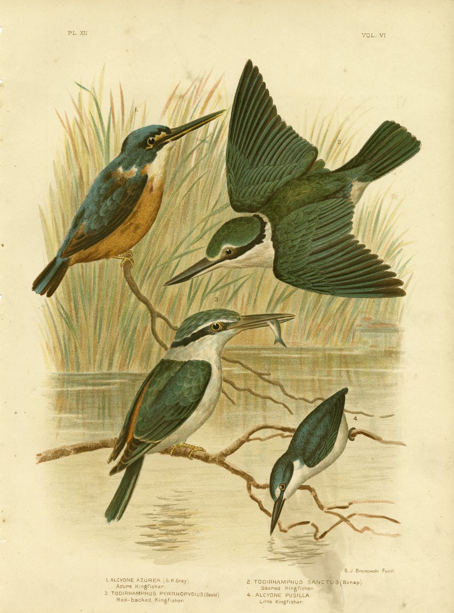 Azure Kingfisher, 1891 av Gracius Broinowski