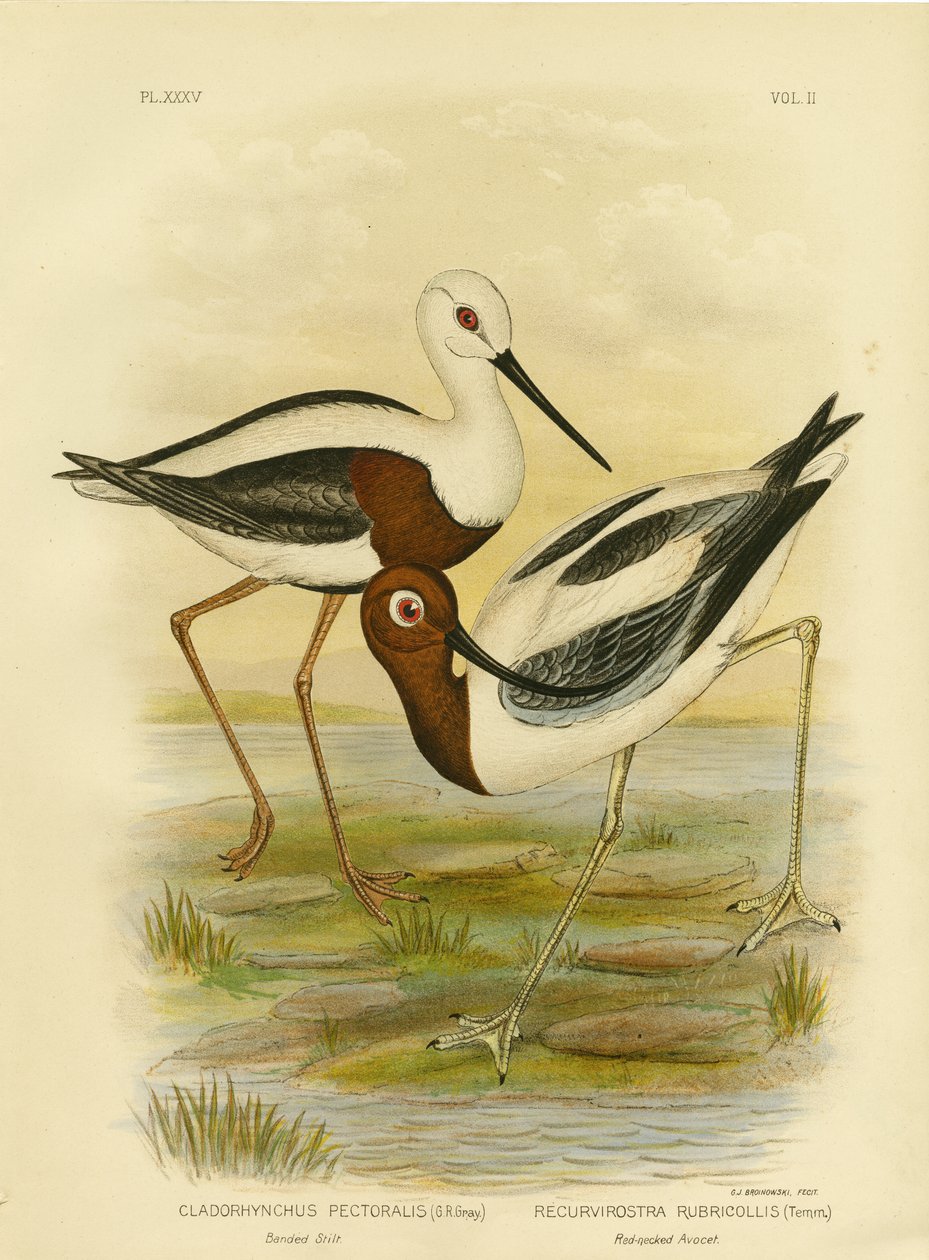 Banded Stilt, 1891 av Gracius Broinowski