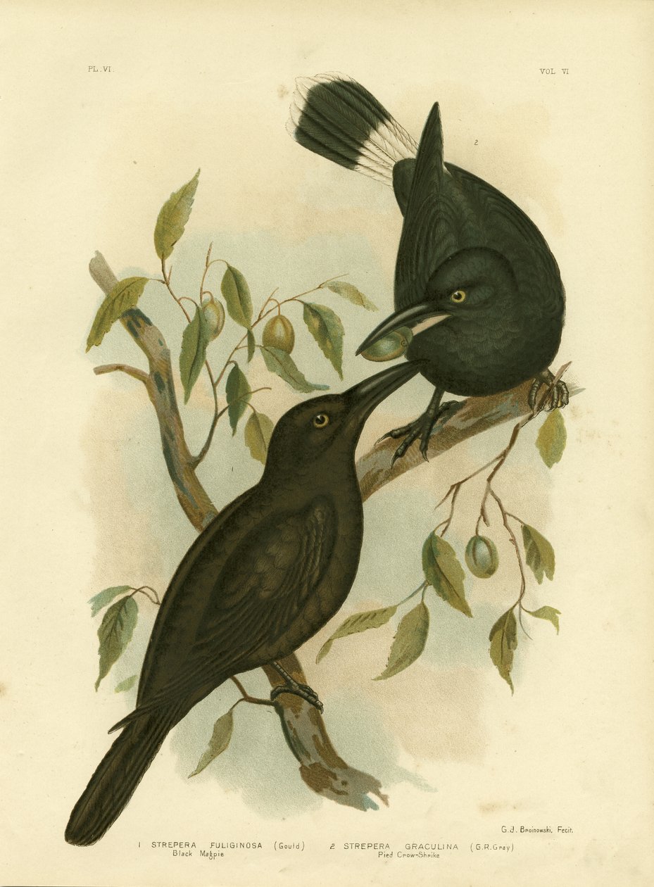 Black Magpie eller Black Currwong, 1891 av Gracius Broinowski
