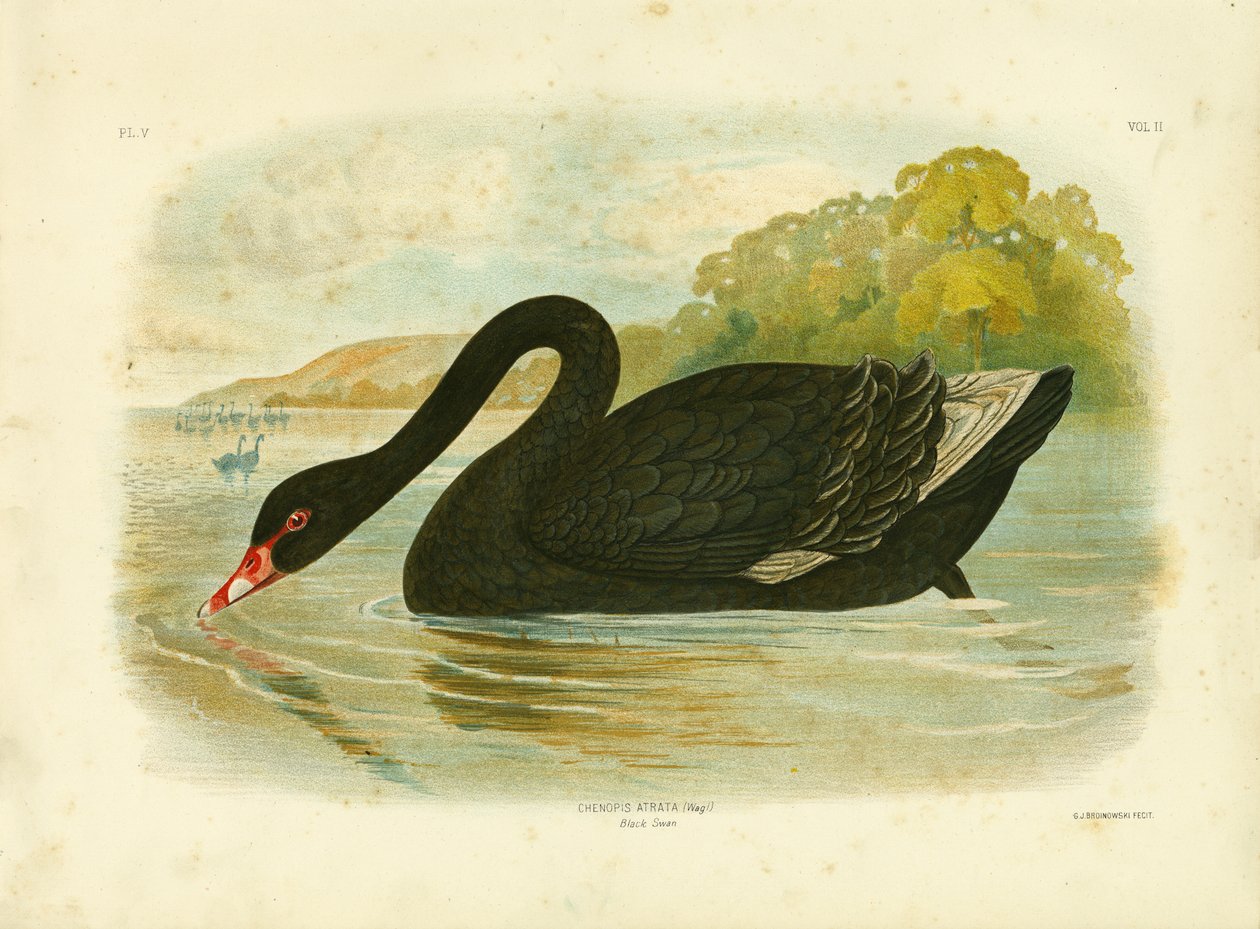 Black Swan, 1891 av Gracius Broinowski