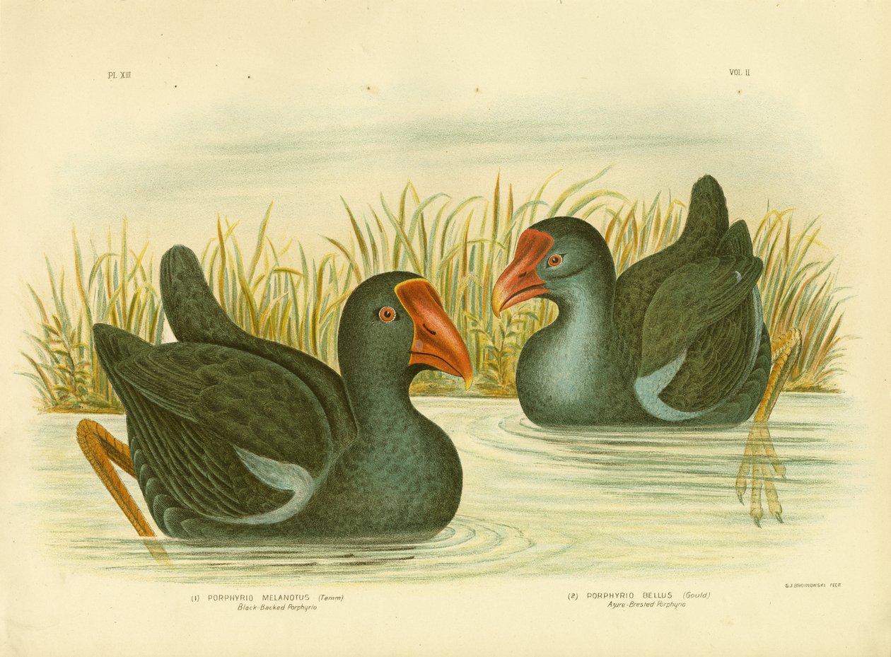 Porfyrio med svart rygg, 1891 av Gracius Broinowski