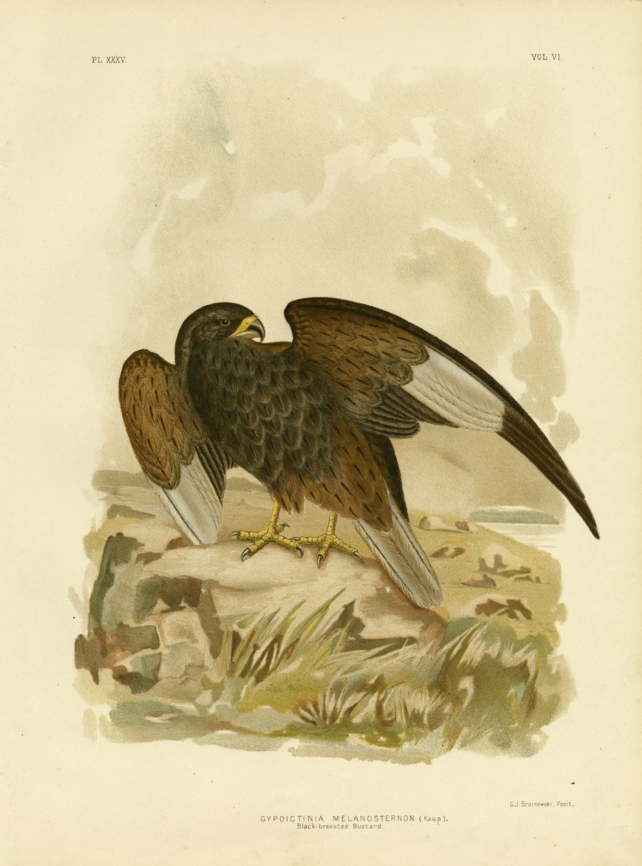 Svartbrystet musvåg, 1891 av Gracius Broinowski