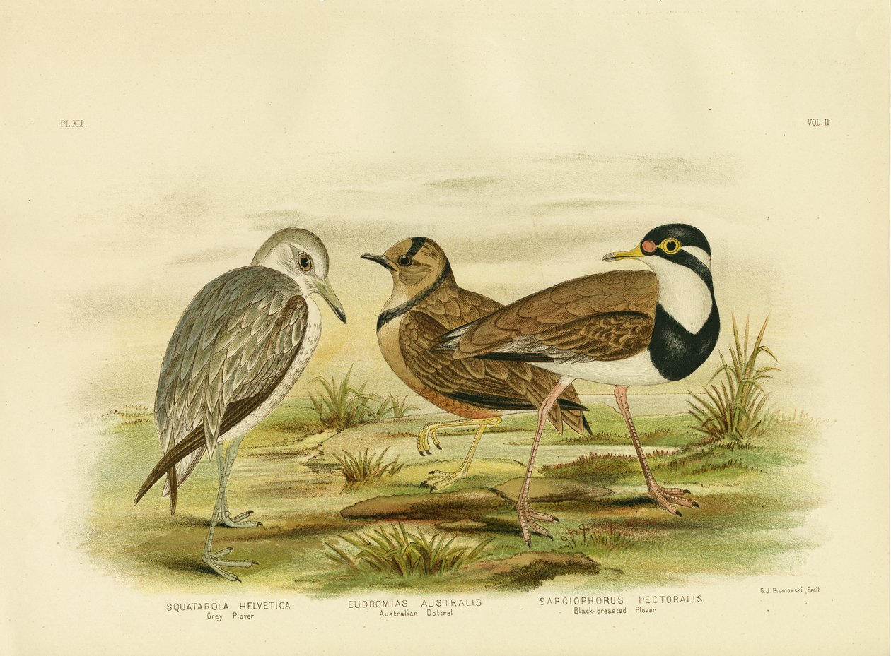 Svartbryst Plover, 1891 av Gracius Broinowski