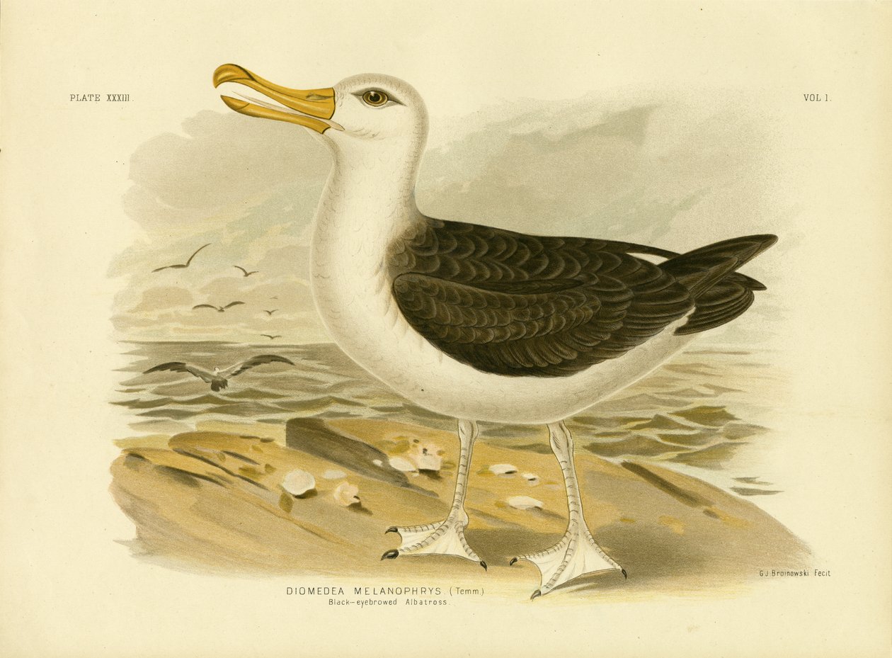 Svartbrynet albatross, 1891 av Gracius Broinowski