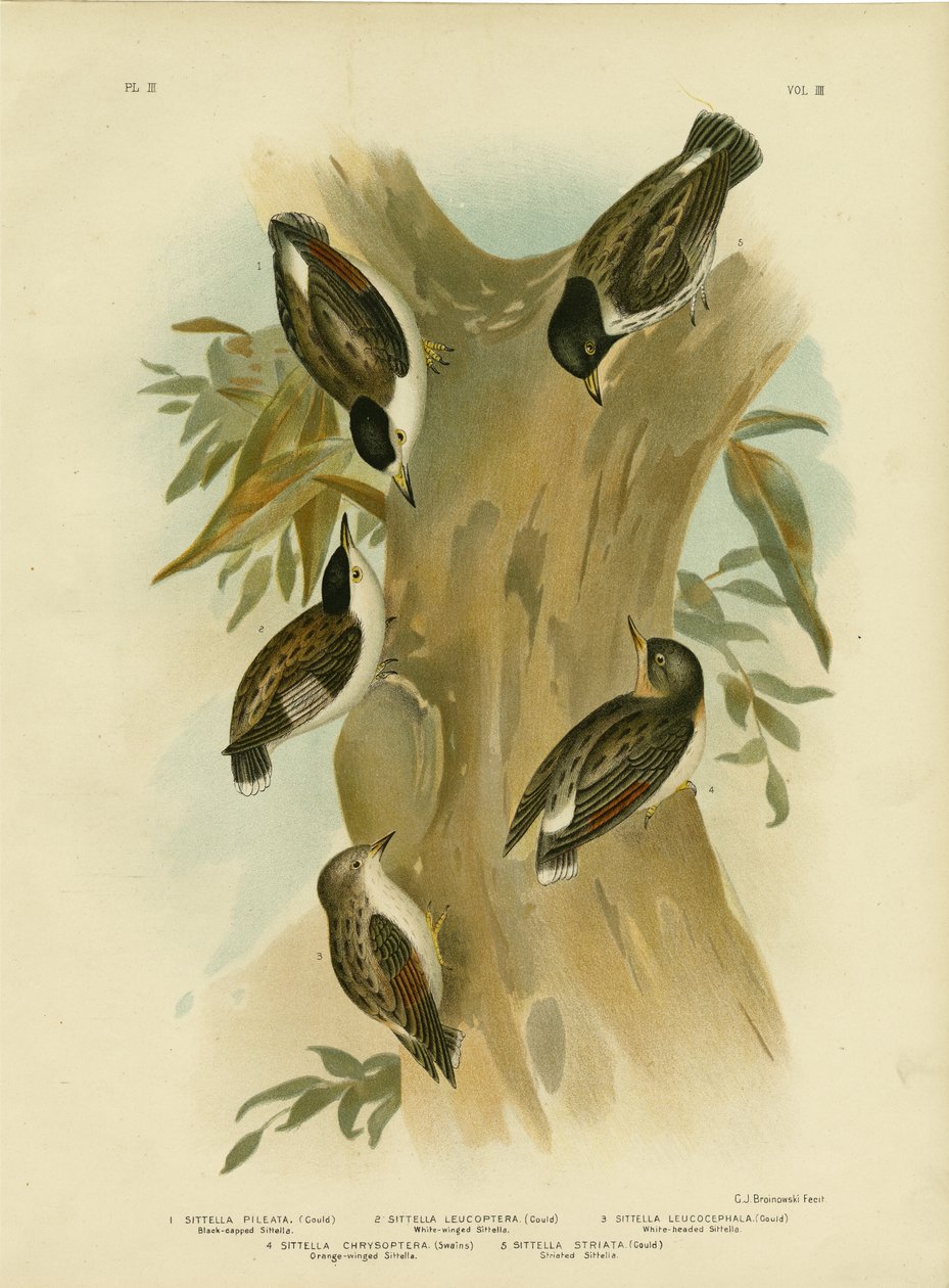Black-Capped Sittella, 1891 av Gracius Broinowski