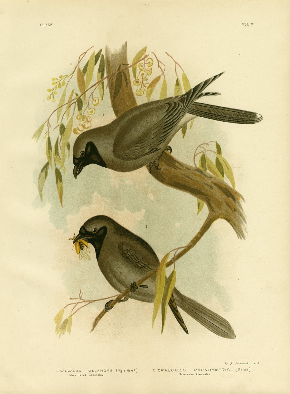 Black-faced Shrike, 1891 av Gracius Broinowski