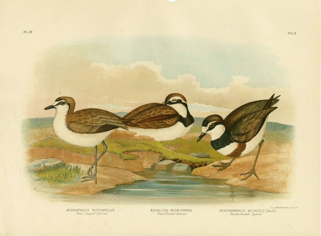 Black-Fronted Dotterel, 1891 av Gracius Broinowski