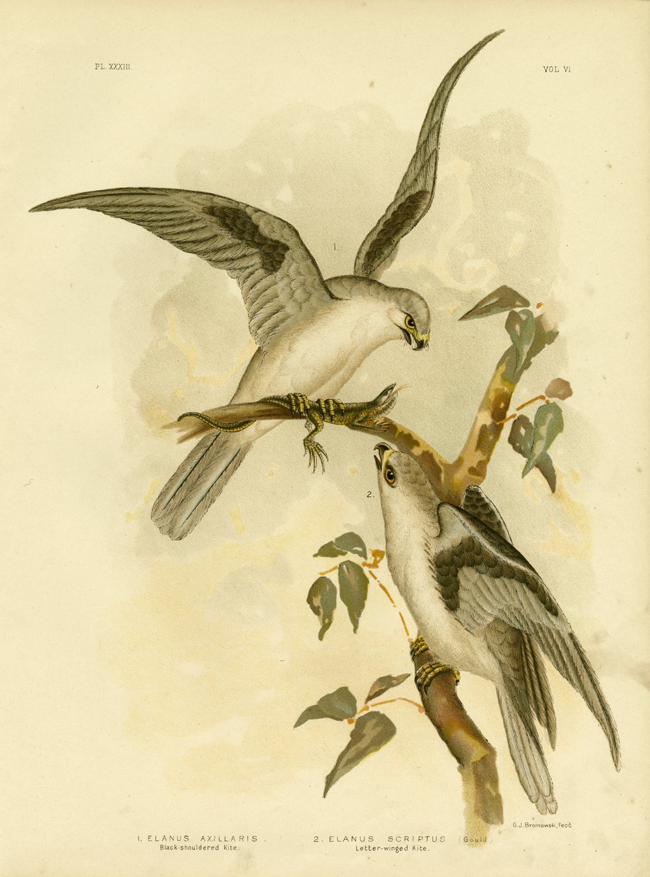 Svartskuldret drage, 1891 av Gracius Broinowski