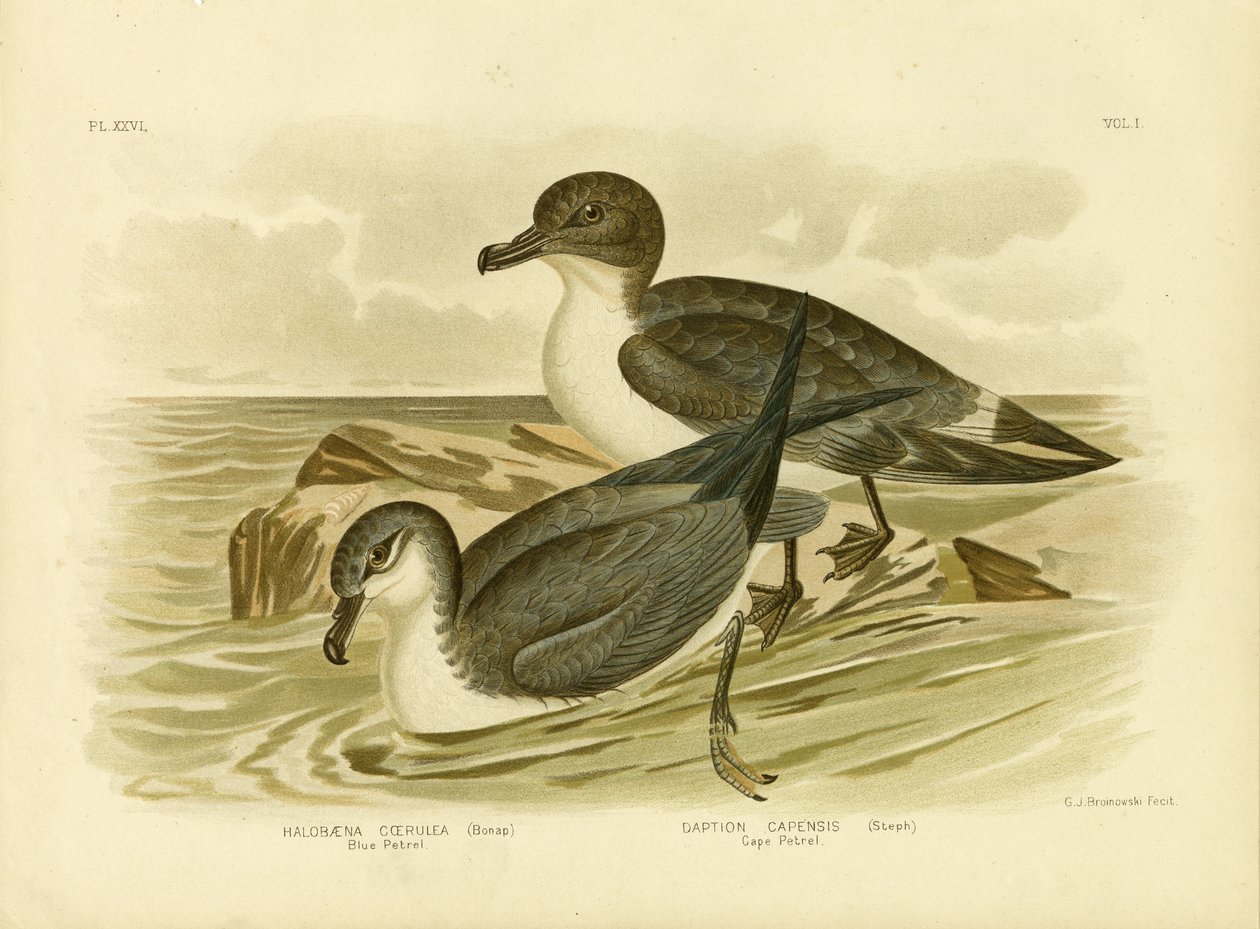 Blå petrel, 1891 av Gracius Broinowski