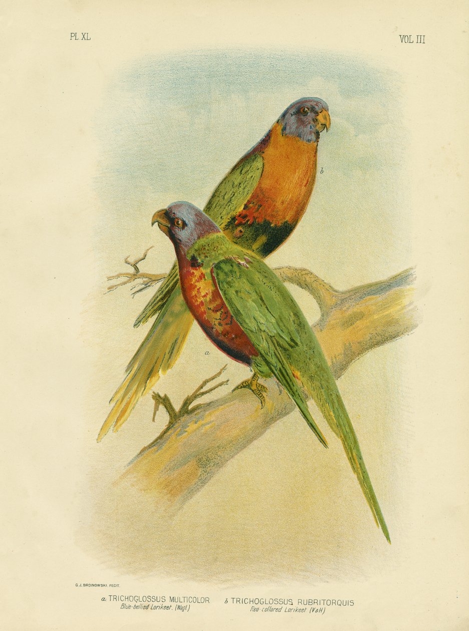 Blåbelget Lorikeet, 1891 av Gracius Broinowski