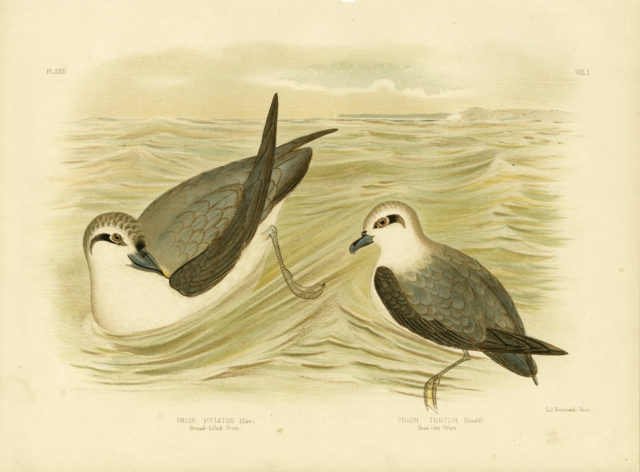 Broad-Billed Prion, 1891 av Gracius Broinowski