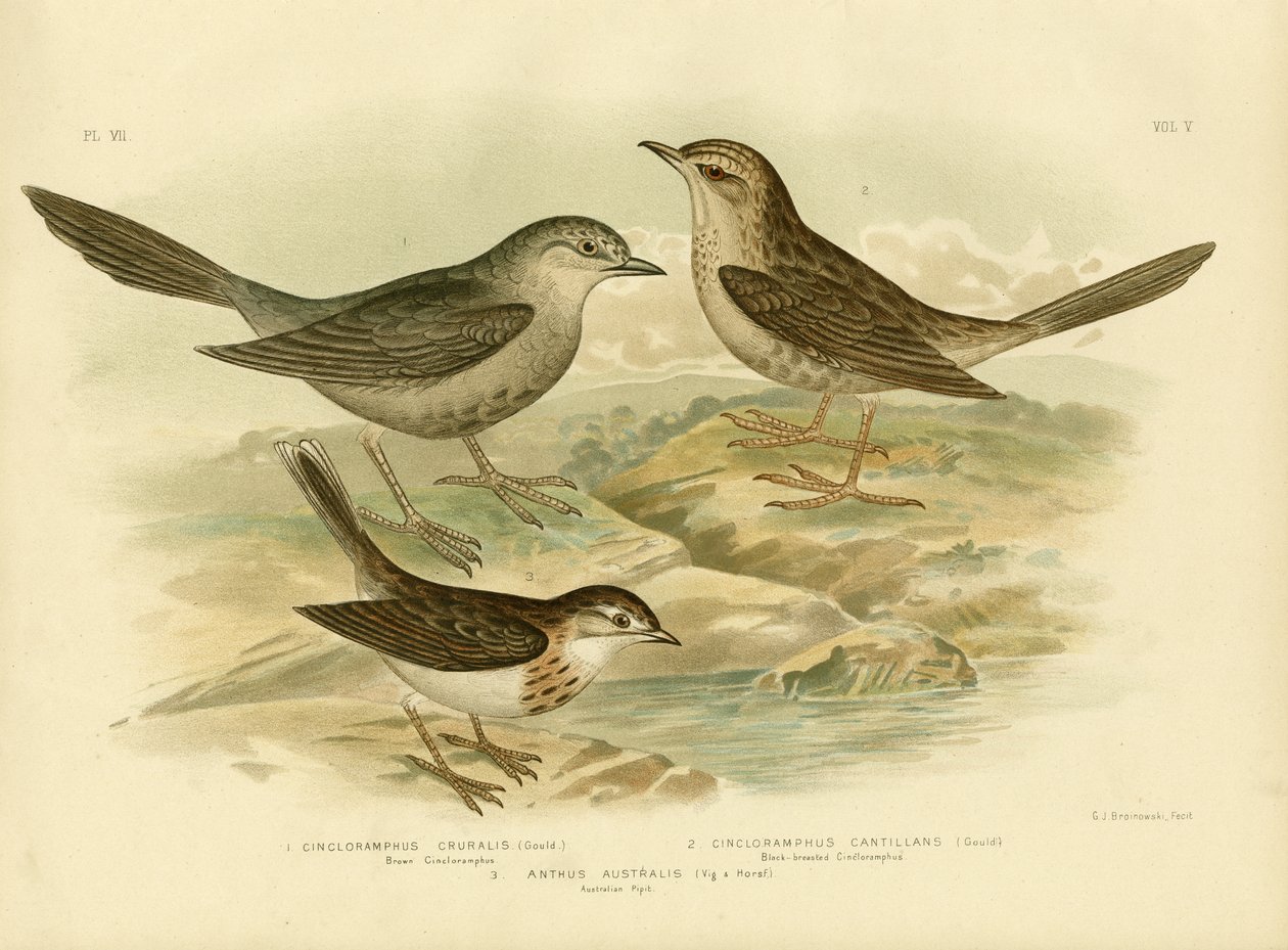 Brown Songlark, 1891 av Gracius Broinowski