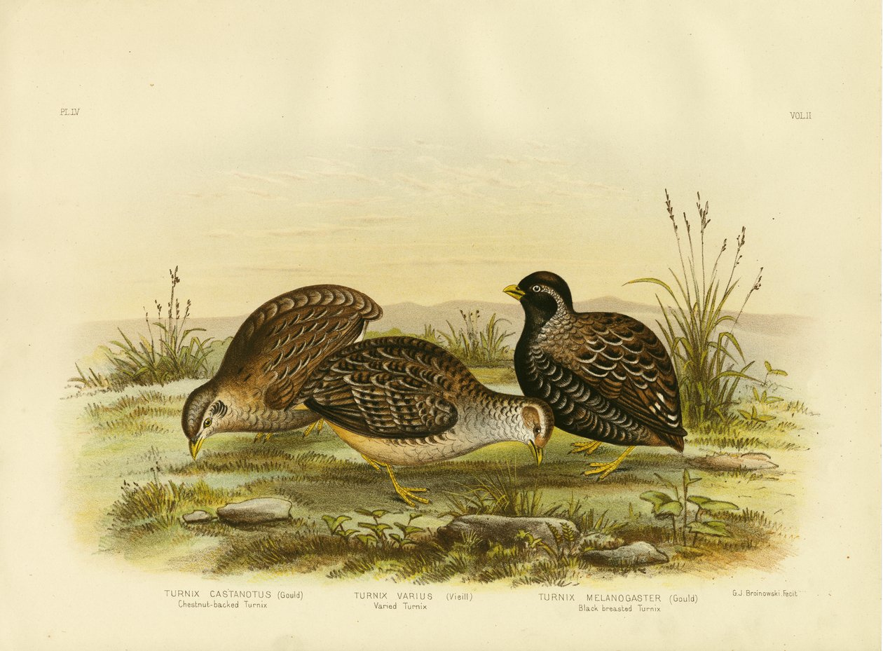 Turnix med kastanjerygg, 1891 av Gracius Broinowski