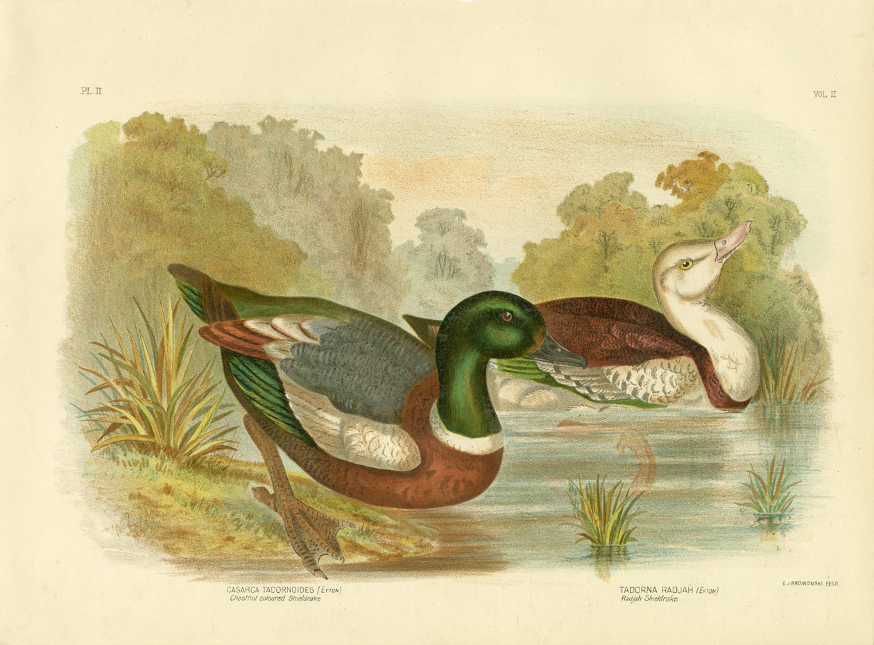 Kastanjefarget skjoldrake eller australsk shelduck, 1891 av Gracius Broinowski