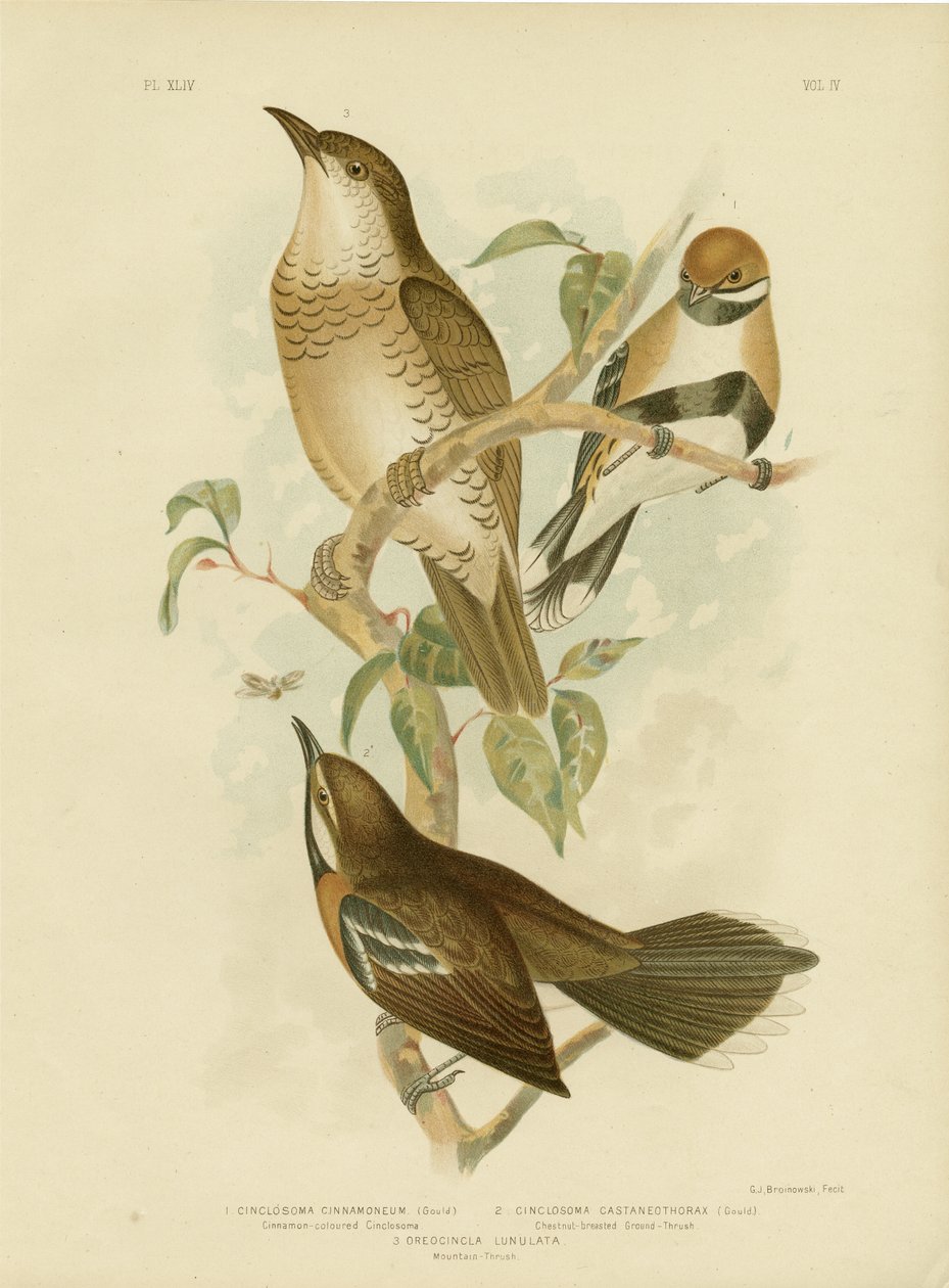 Kanelfarget Cinclosoma eller Cinnamon Quail Thrush, 1891 av Gracius Broinowski