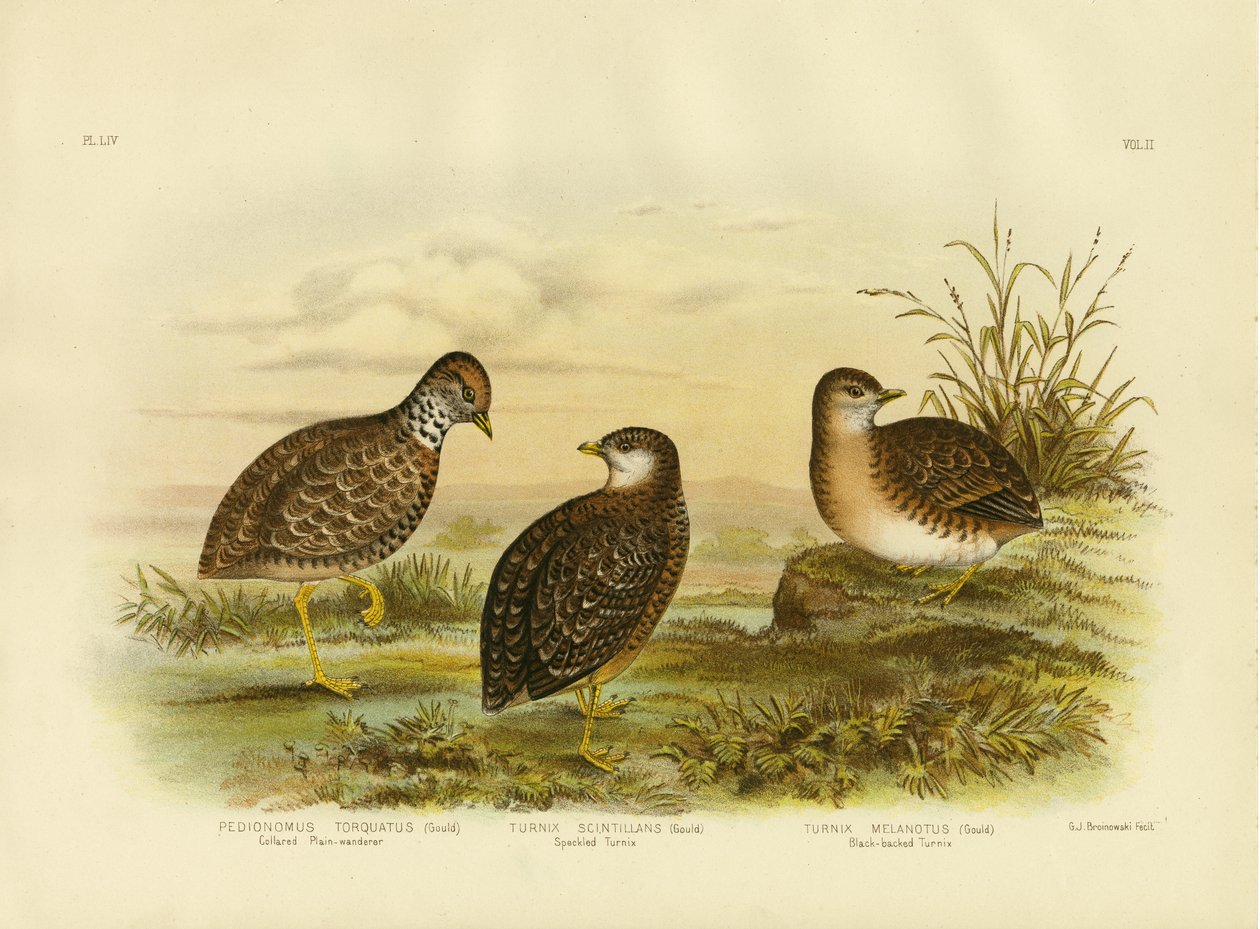 Collared Plainwanderer or Plains Wanderer, 1891 av Gracius Broinowski