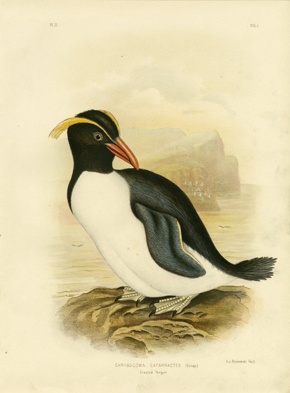 Crested Penguin, 1891 av Gracius Broinowski